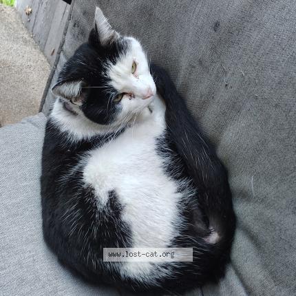 Photo 1/1 Chat trouvé Trouvé à Fresno