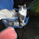 Photo de chat perdu à Coombs