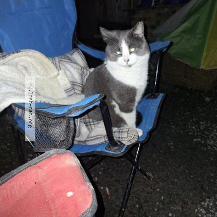 Photo 1/1 Larry Chat perdu à Coombs