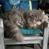 Photo de chat trouvé à Leognan