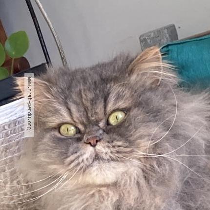 Photo 2/3 Chat trouvé Trouvé à Leognan