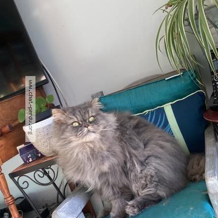 Photo 3/3 Chat trouvé Trouvé à Leognan