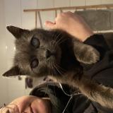 Photo de chat trouvé à Wattrelos