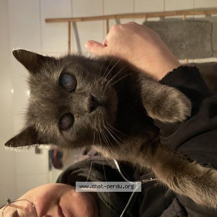 Photo 1/1 Chat trouvé Trouvé à Wattrelos