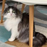 Photo de chat perdu à Saint Vivien De Medoc