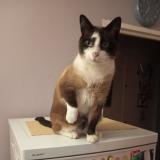 Photo de chat perdu à Noisiel