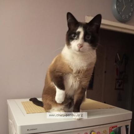 Photo 1/1 Chat retrouvé Perdu à Noisiel