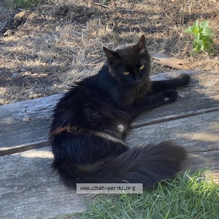 Photo 1/1 Chat retrouvé Perdu à Les hauts d anjou