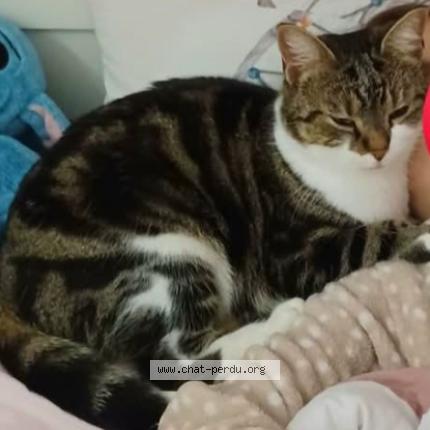 Photo 1/1 Benoit Danjoux Chat perdu à Armentieres en brie