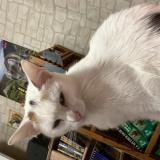 Photo de chat perdu à Lezignan Corbieres