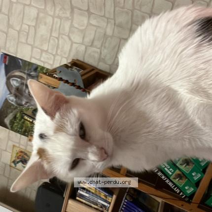 Photo 1/1 Câline Chat perdu à Lezignan corbieres