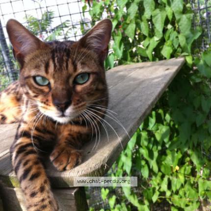 Photo 1/1 Chat retrouvé Perdu à Gaillard