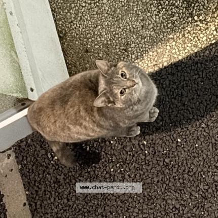 Photo 1/1 Chat trouvé Trouvé à Sotteville les rouen