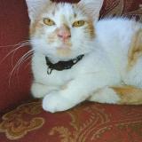 Photo de chat perdu à Autlan