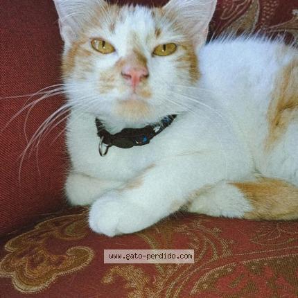 Photo 1/1 Lilith Chat perdu à Autlan