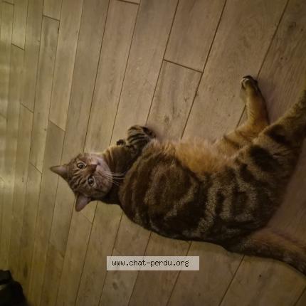 Photo 1/1 Chat retrouvé Perdu à Paris