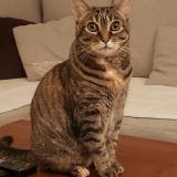 Photo de chat perdu à Plaisir