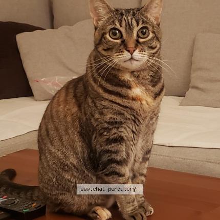 Photo 1/1 Chat retrouvé Perdu à Plaisir