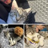 Photo de chat perdu à Bourgbarre