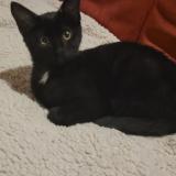 Photo de chat perdu à Salins Les Bains