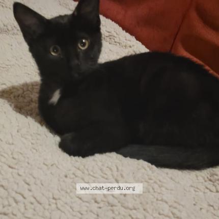 Photo 1/1 Mia Chat perdu à Salins les bains