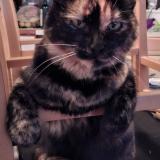 Photo de chat perdu à Vanzy