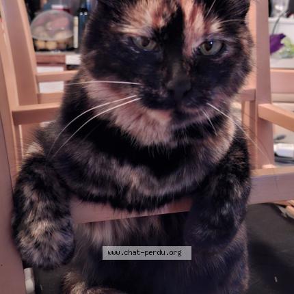 Photo 1/1 Pixie Chat perdu à Vanzy