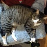 Photo de chat perdu à Angouleme