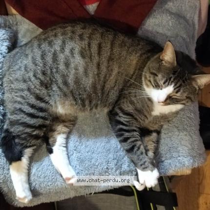 Photo 1/1 Chat retrouvé Perdu à Angouleme