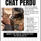 Photo de chat perdu à Talence