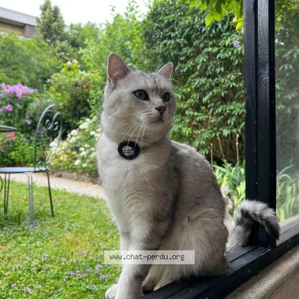 Photo 1/1 Chat retrouvé Perdu à Geneve