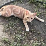 Photo de chat perdu à Bakersfield