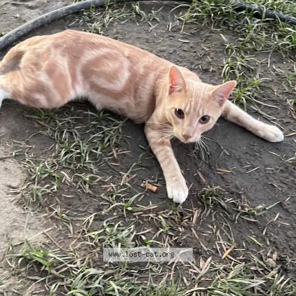 Photo 1/1 Peanut Chat perdu à Bakersfield