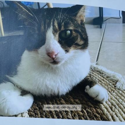 Photo 1/1 Sam Chat perdu à Sainte clotilde