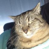 Photo de chat perdu à Le Gue De Velluire