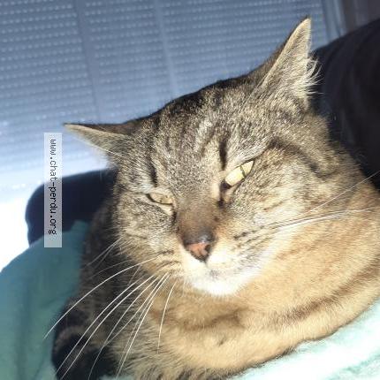 Photo 1/1 SEDILLE Chat perdu à Le gue de velluire