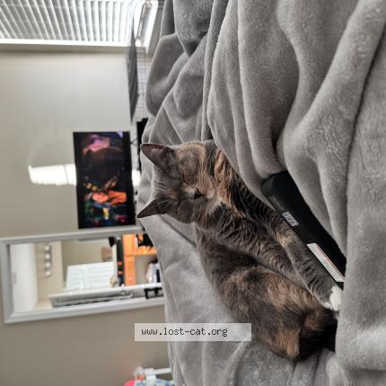 Photo 1/1 Zoey Chat perdu à Cumming