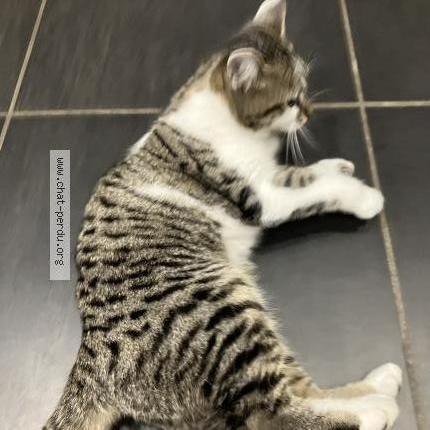 Photo de chat trouvé à Les Roches De Condrieu