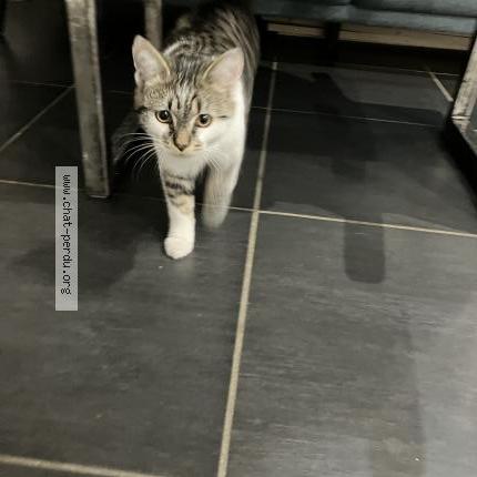Photo 2/2 Chat retrouvé Trouvé à Les roches de condrieu