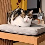 Photo de chat perdu à Bellegarde Sur Valserine