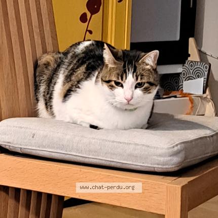 Photo 1/1 Chat retrouvé Perdu à Bellegarde sur valserine