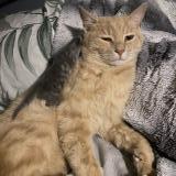 Photo de chat perdu à Saint Hilaire De Riez