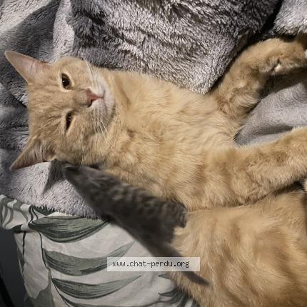 Photo 1/1 Roukmout Chat perdu à Saint hilaire de riez