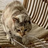 Photo de chat trouvé à Canules Et Argentieres