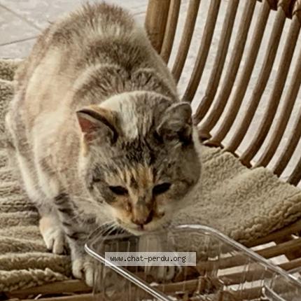 Photo 1/1 Chat trouvé Trouvé à Canules et argentieres