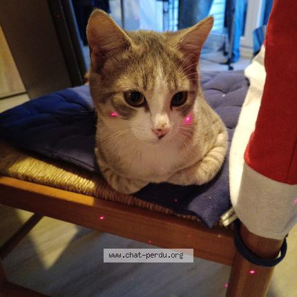 Photo 1/1 Chat trouvé Trouvé à Neufchatel en saosnois