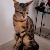 Photo de chat perdu à Serignan