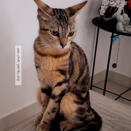 Photo 1/1 Océane Chat perdu à Serignan