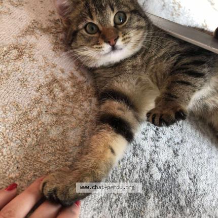 Photo 1/1 Chat trouvé Trouvé à Saint egreve