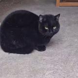 Photo de chat trouvé à Ravieres